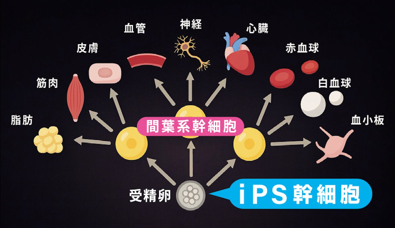 iPS幹細胞が皮膚・血管・神経・心臓・血球・筋肉・脂肪などへ分化する図解